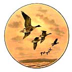 White-Fronted Goose collector plate by Rodger McPhail
