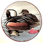 Hooded Mergansers collector plate by Rod Lawrence