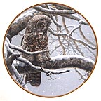 Snowy Watch collector plate by John Seerey-Lester