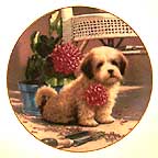 Weekend Gardener - Lhasa Apsos collector plate by Jim Lamb