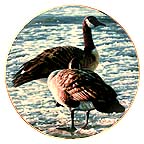 Freeze Up collector plate by Ron Parker