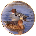 Pair Of Pintails collector plate by Trevor Boyer