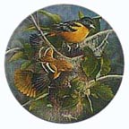 Baltimore Oriole collector plate by Kevin Daniel