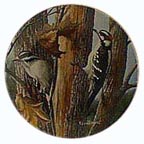 Downy Woodpecker collector plate by Kevin Daniel