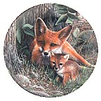 The Fox collector plate by Kevin Daniel