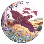 Quail On The Wing collector plate by Derek Braithwaite