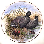 American Coot collector plate by A. J. Heritage