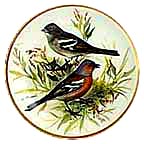Chaffinch collector plate by Ursula Band