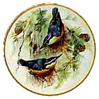Corsican Nuthatch collector plate by Ursula Band