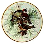 Firecrest collector plate by Ursula Band