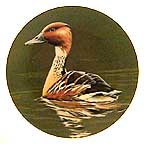 Fulvous Whistling Duck collector plate by Burton Moore, Jr.
