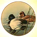 The Lesser Scaup collector plate by Neal Anderson